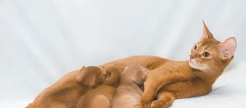 阿比西尼亚猫的生长习性及物种起源