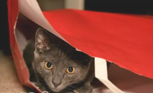 对纸袋毫无抵抗力的猫咪