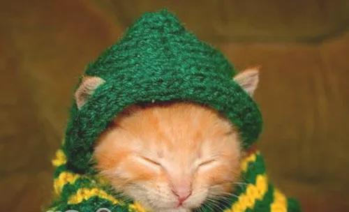 猫咪也想要件羊毛衫
