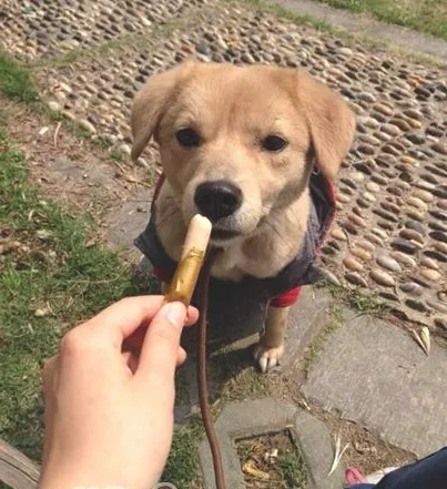 不是狗狗没学好，而是训练没技巧