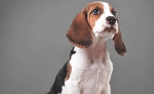 犬子宫扭转的病因是什么