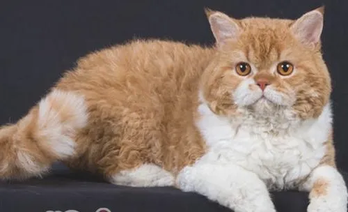 塞尔凯克卷毛猫的品种简介