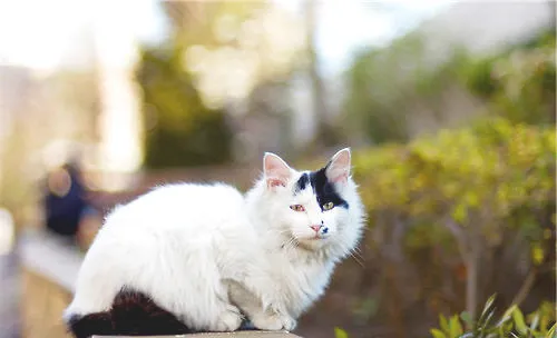 刚养的猫咪需要准备哪些生活用品？