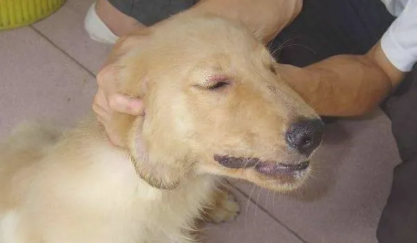 狗狗得了狗瘟有哪些症状？狗瘟抽搐