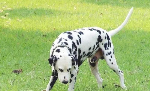 狂犬病的主要传播方式