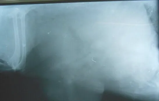 宠物肿瘤常见误区