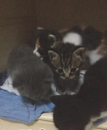 猫咪领养之你是否适合领养幼猫