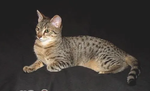 选购宠物埃及猫方法有哪些