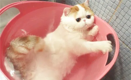 警惕免费送纯种猫的骗局