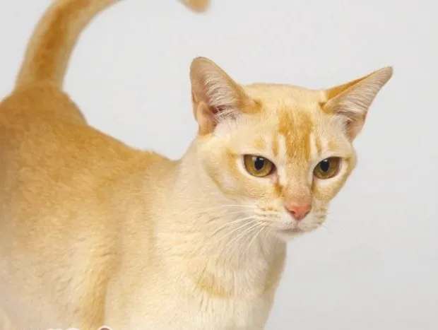 猫咪秋季会经常患的三类疾病