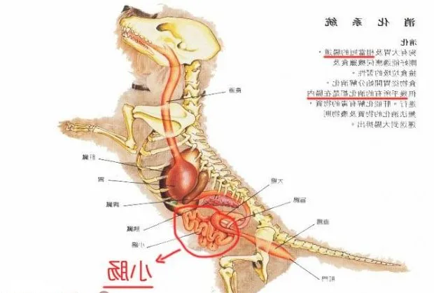 狗狗消化不良的原因及症状