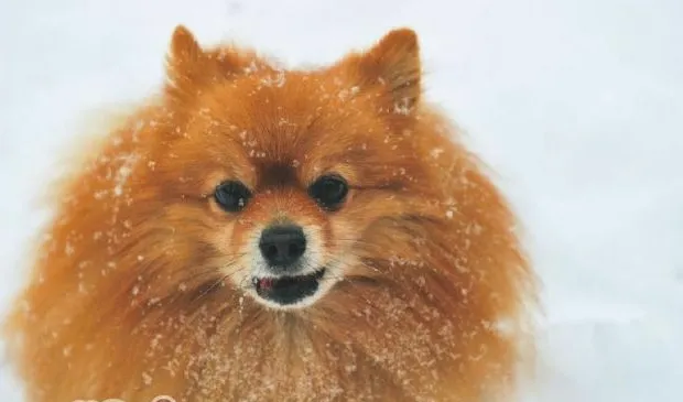 冬季哪些狗狗易患病