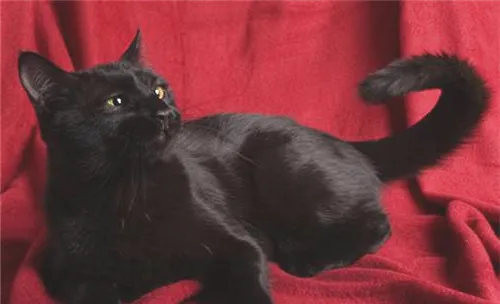 养黑猫不吉利？