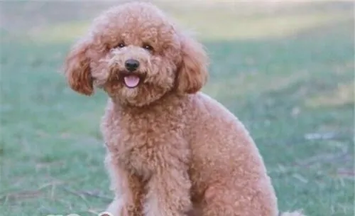犬冠状病毒的症状
