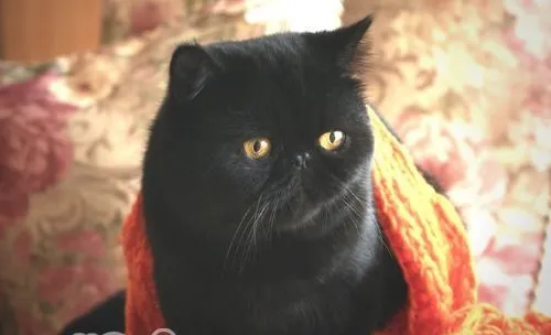 猫抓了要打疫苗吗