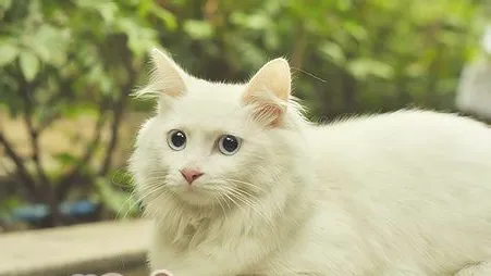 山东狮子猫的详细资料