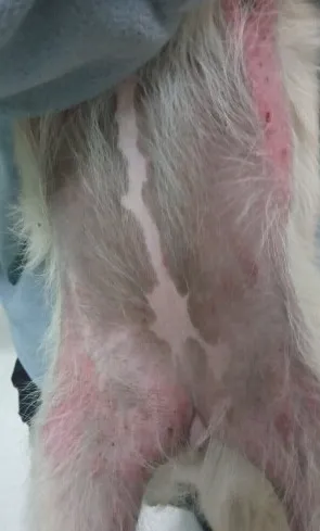 犬蠕形螨的诊断与治疗