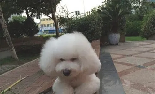 犬鼻炎的病因分析
