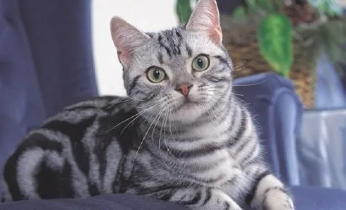 如何治疗猫下泌尿道疾病