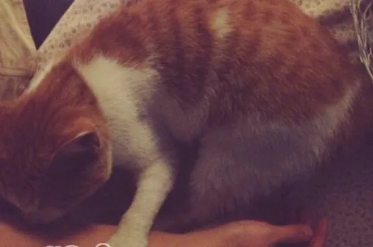 捡到流浪猫该怎么办？（三）（领养回访篇）