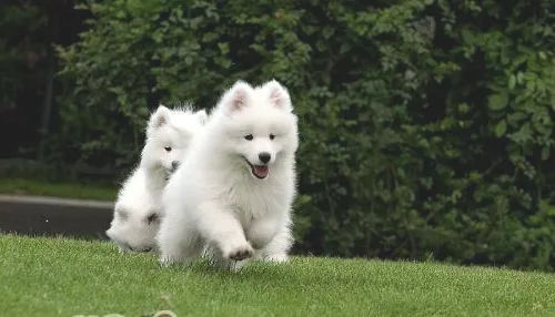 幼犬发热的症状分析