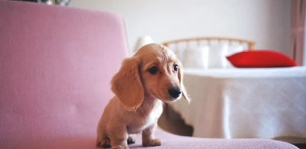 母犬阴道炎（外阴炎）的病因与治疗方法