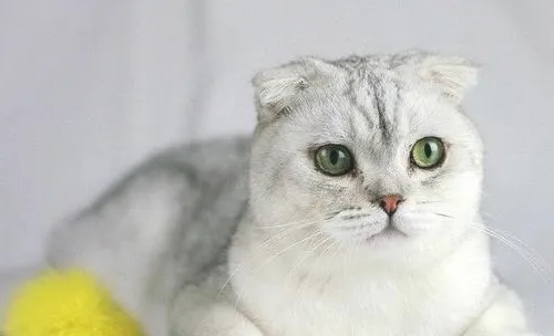 猫传染性鼻气管炎的简介