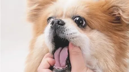 给狗狗喂药的技巧都有哪些？