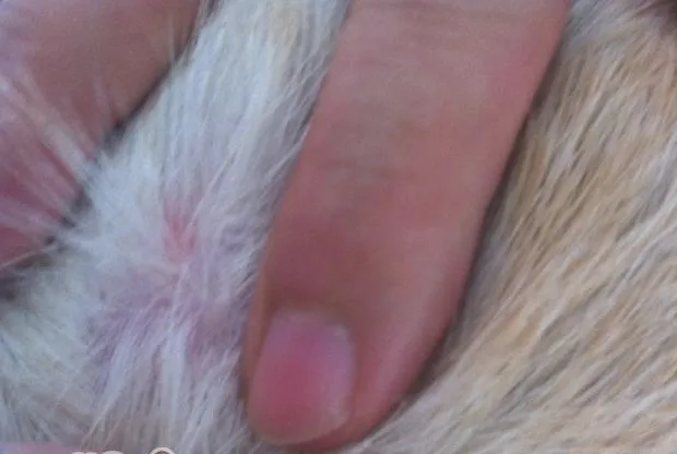 犬的常见皮肤病（三）疥螨感染
