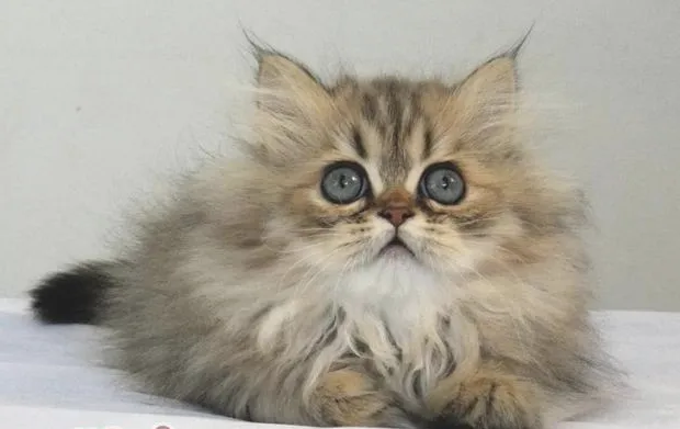 与金吉拉猫相处的小技巧