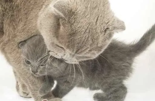 如何正确帮助母猫来抚育幼猫