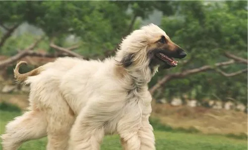 犬直肠脱出的症状