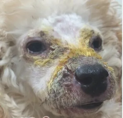 犬脓皮病的发病机理及诊治体会