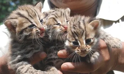 饲养宠物猫好处多多