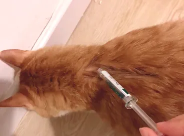 如何给猫咪驱虫？猫咪驱虫药选错就后悔吧！