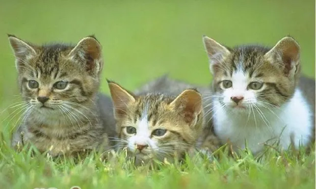 如何同时饲养几只猫
