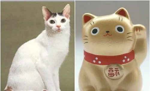 日本截尾猫的介绍