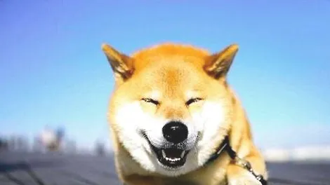 柴犬会在自己睡觉的地方拉屎吗？