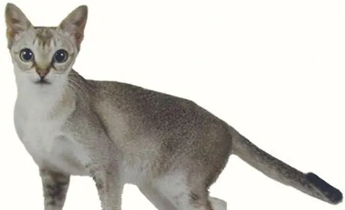 新加坡猫价格，新加坡猫多少钱一只？