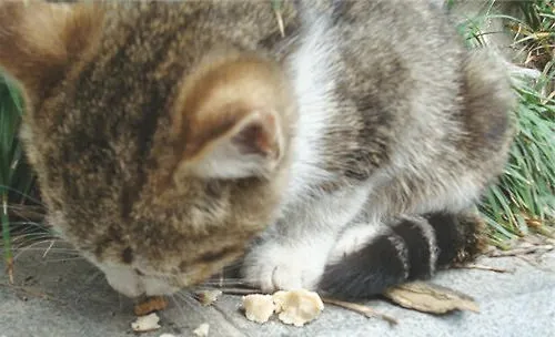 如何让猫咪健康安全的吃鱼