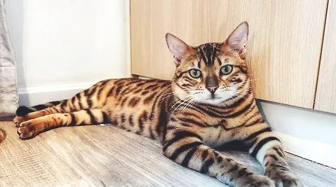 猫咪得了猫鼻支会死吗？