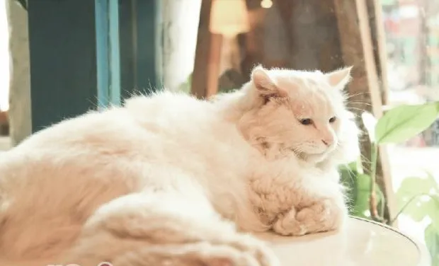 猫咪做错事要怎样教育