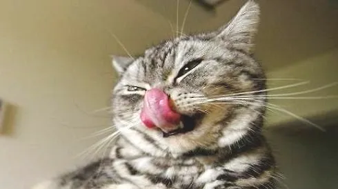 猫训练