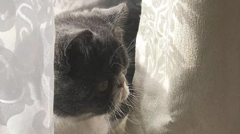 加菲猫的鼻子干燥是不是生病了？