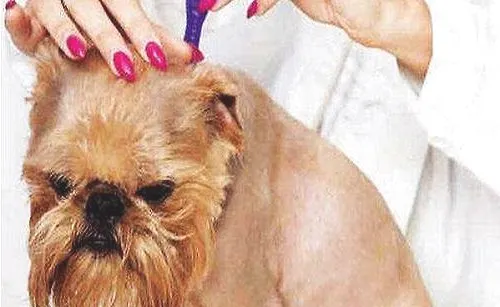 宠物主必知关于狗狗驱虫的问题