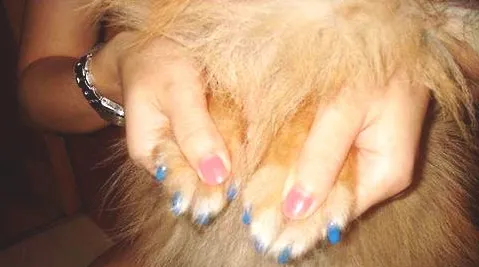 中华田园犬的眼屎比较多是什么原因导致的？
