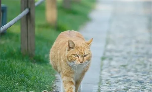 猫咪会将猎物带回来当礼物吗