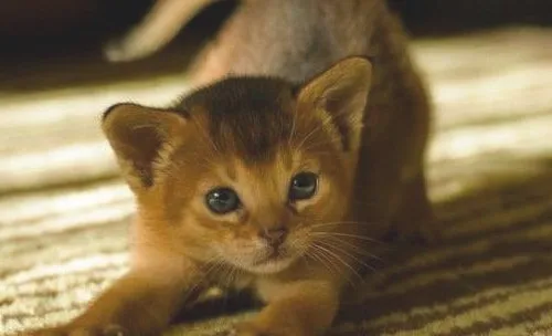 猫咪吃软食易患牙结石