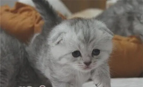 解读猫咪迷人的双眼