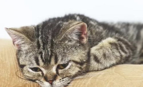 引起猫咪佝偻症的原因有哪些